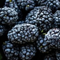 Frozen mulberries. Berries in winter – frozen vitamins. Frozen mulberries – black berries are covered with white frost. Frozen mulberries. Frozen mulberries - black berries are covered with white frost. Berries in winter - frozen vitamins.